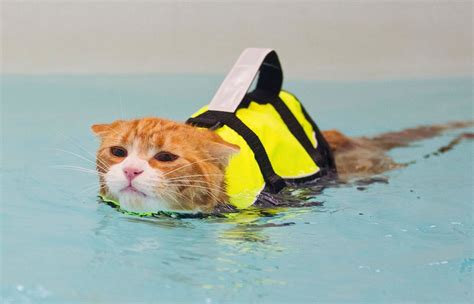 Feline swim - Discovering the hidden talents of our feline friends: Can cats swim? 